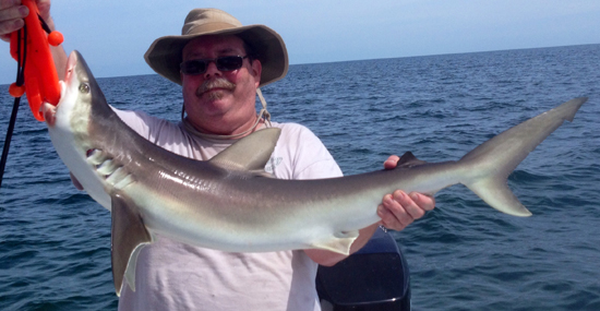 Inshore Shark